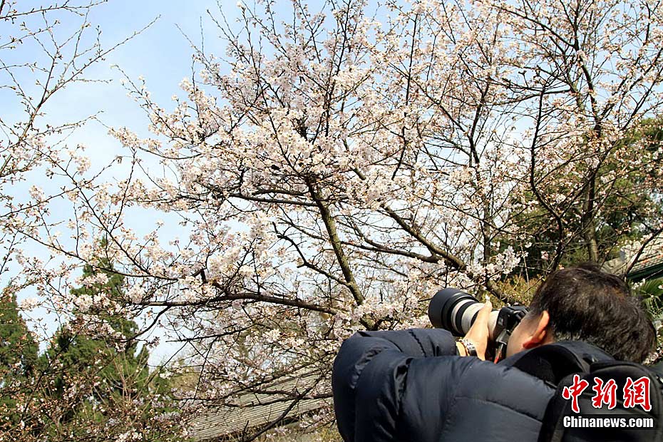 200.000 visitantes Wuhan flores de cerezo 2