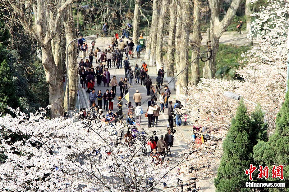 200.000 visitantes Wuhan flores de cerezo 4