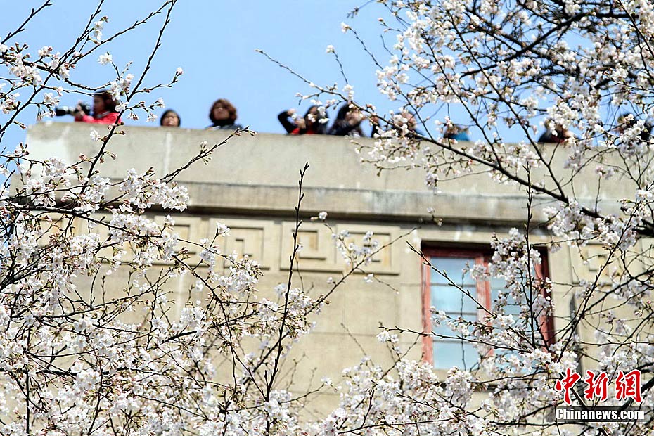 200.000 visitantes Wuhan flores de cerezo 5