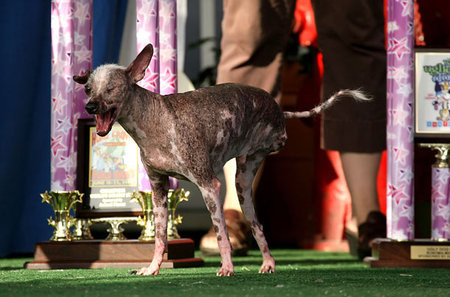 feo-más-diez-mundo-perros-perrito 7