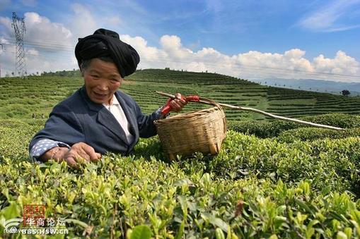 Disfruta de una Taza de Té durante el Festival Qingming