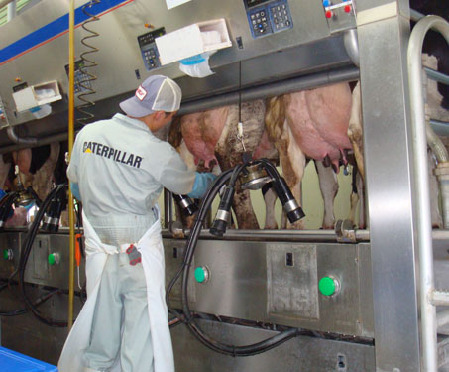 Vacas producen leche humana