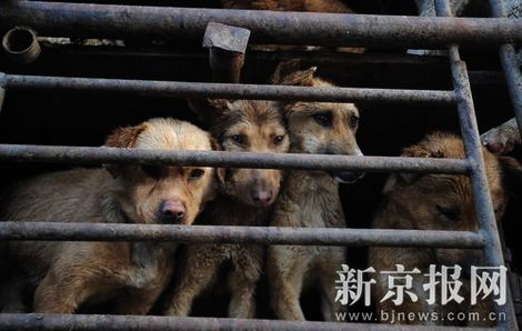 derechos animales, perros, Jilin, Henan