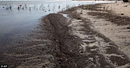 BP-golfo de México-daños 3