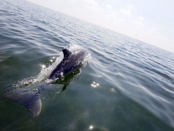 derrame petróleo golfo México se cobra vida animales 1