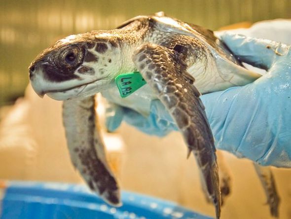 derrame petróleo golfo México se cobra vida animales 2