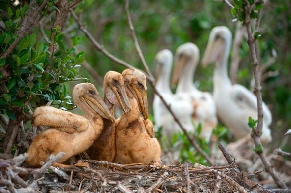 derrame petróleo golfo México se cobra vida animales 3