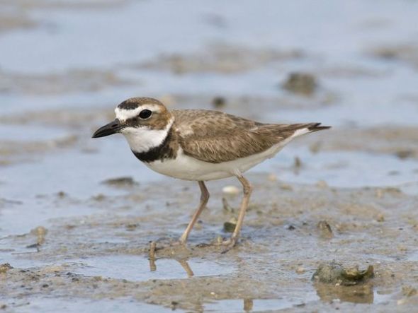derrame petróleo golfo México se cobra vida animales 4