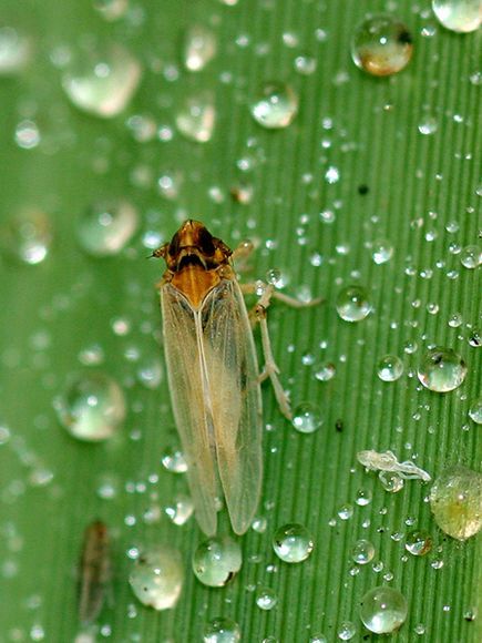 derrame petróleo golfo México se cobra vida animales 7 derrame petróleo golfo México se cobra vida animales 7