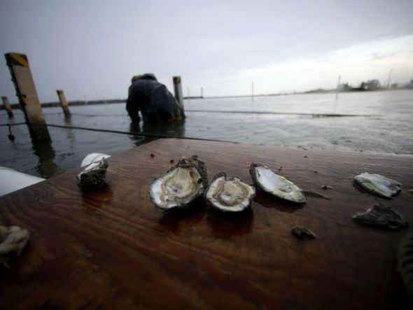derrame petróleo golfo México se cobra vida animales 8 derrame petróleo golfo México se cobra vida animales 8