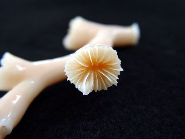 derrame petróleo golfo México se cobra vida animales 112 derrame petróleo golfo México se cobra vida animales 112