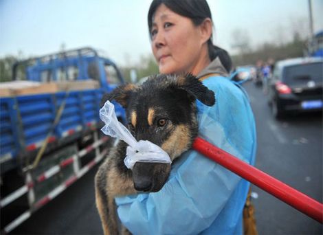 perro, ley canina, ,derechos de los animales,autopista ,Beijing