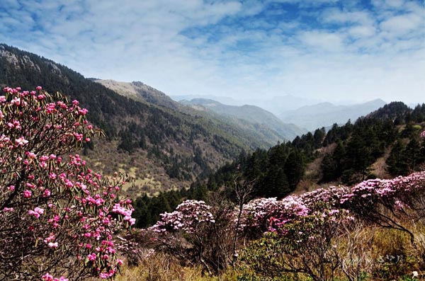 Instantáneas de la Reserva Natural de Shennongjia 3