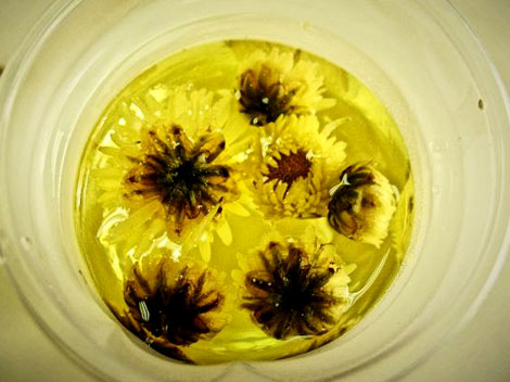 El té de Crisantemo 2