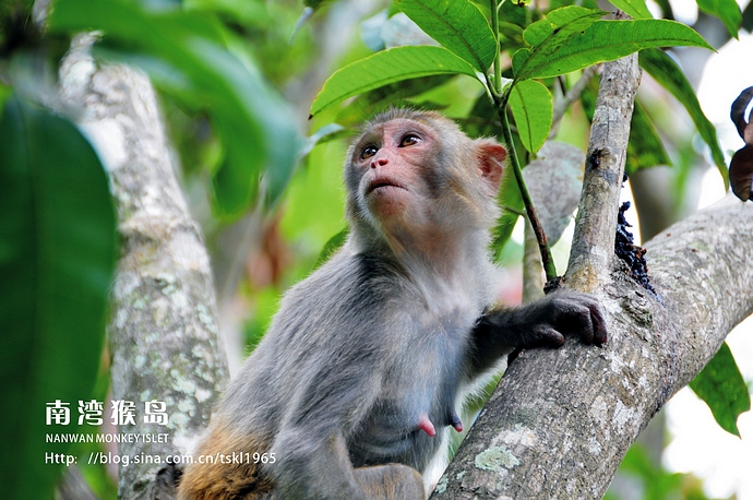 Nanwan de Hainan reino monos 2