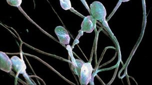 Nacen ratones creados con esperma de laboratorio
