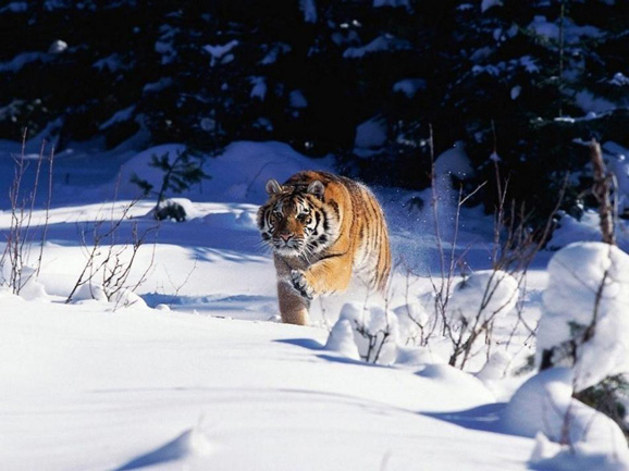 China publica plan recuperación tigres salvajes 6