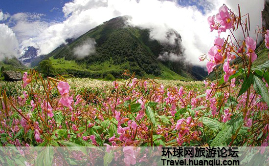 Valle de las Flores Valle de las Flores Himalaya 11