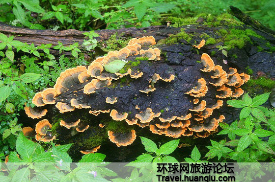 Valle de las Flores Valle de las Flores Himalaya 5