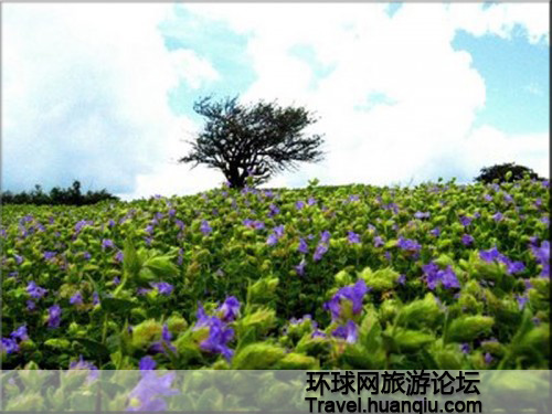 Valle de las Flores Valle de las Flores Himalaya 3