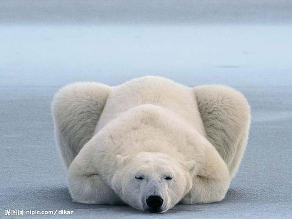 El hambre llevará a los osos polares a internarse en zonas civilizadas