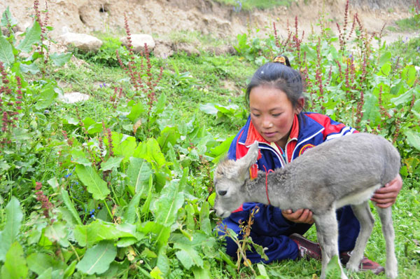Niña tibetana , vida, Tíbet, turismo, Qinghai