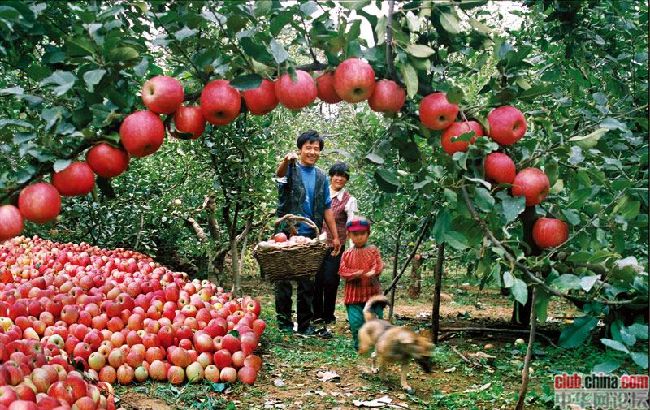  Suben a emparrados las manzanas orgánicas 1