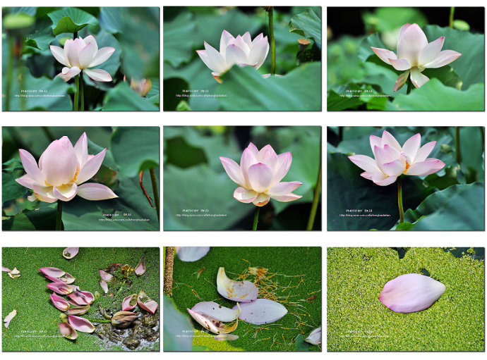 Shanghai: la flor de loto en su plena floración 1