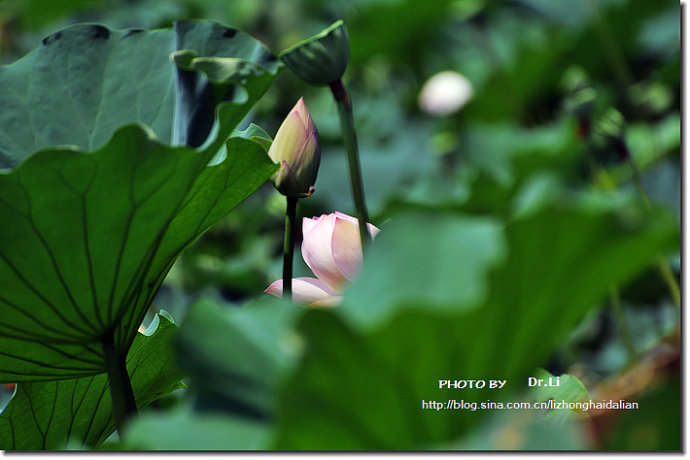 Shanghai: la flor de loto en su plena floración 8