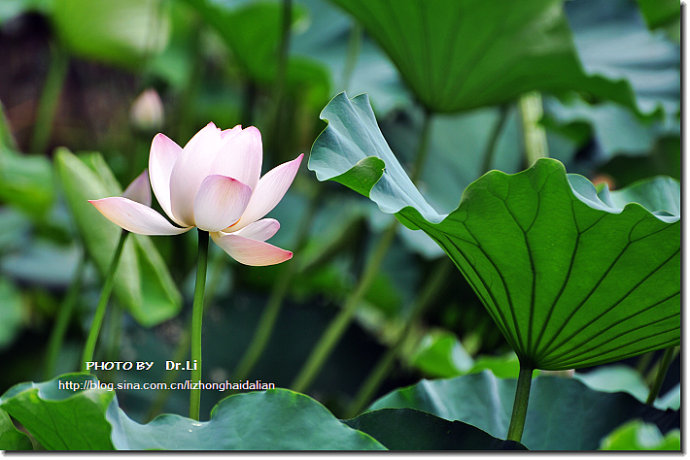 Shanghai: la flor de loto en su plena floración 9