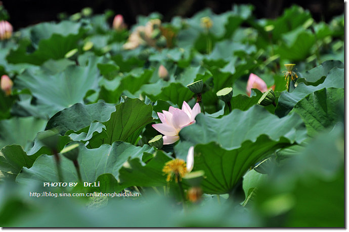 Shanghai: la flor de loto en su plena floración 12