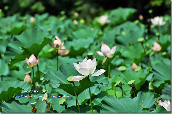 Shanghai: la flor de loto en su plena floración 14