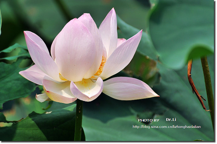 Shanghai: la flor de loto en su plena floración 22