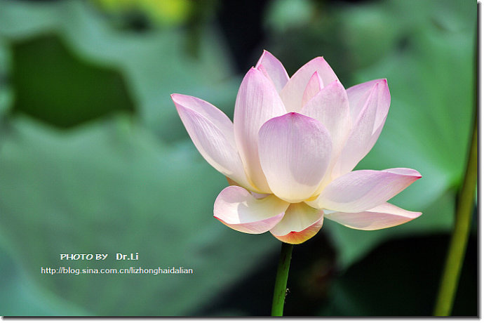 Shanghai: la flor de loto en su plena floración 24