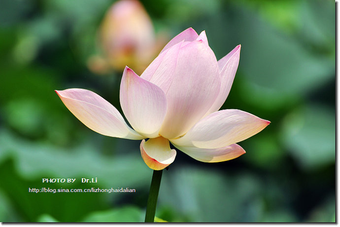Shanghai: la flor de loto en su plena floración 27