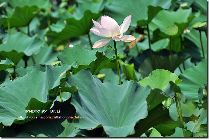 Shanghai: la flor de loto en su plena floración 28