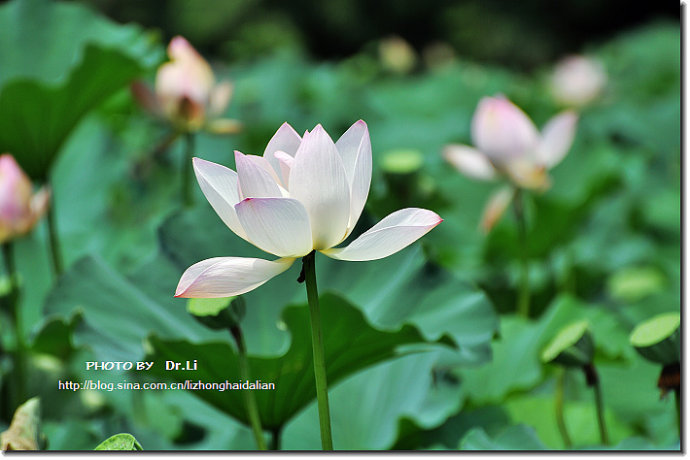  Shanghai: la flor de loto en su plena floración 29