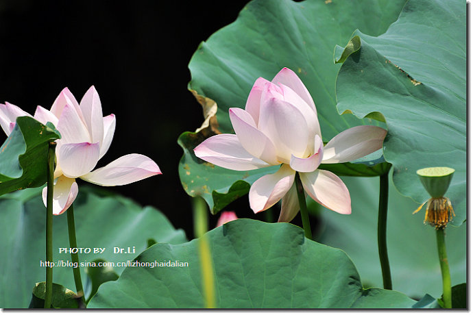 Shanghai: la flor de loto en su plena floración 31