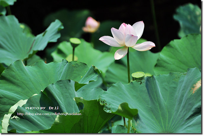 Shanghai: la flor de loto en su plena floración 33