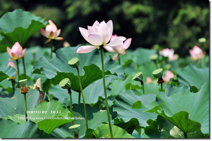 Shanghai: la flor de loto en su plena floración 34