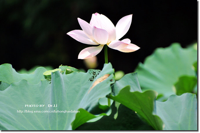 Shanghai: la flor de loto en su plena floraciónb 35