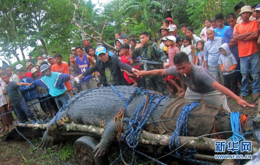 Cocodrilo gigante capturado vivo en Filipinas 1