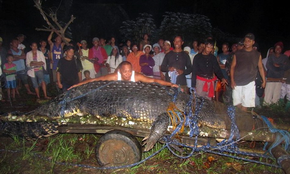 Cocodrilo gigante capturado vivo en Filipinas 4