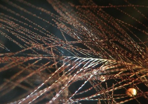 Descubre un fósil de ámbar de dinosaurio en Canadá