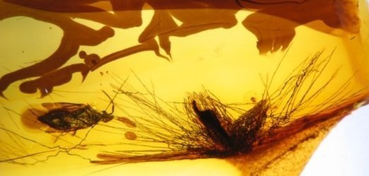 Descubre un fósil de ámbar de dinosaurio en Canadá