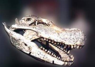 Encuentran en Perú restos de cocodrilo prehistórico