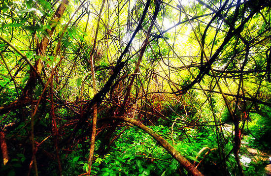 los bosques más hermosos de China 7