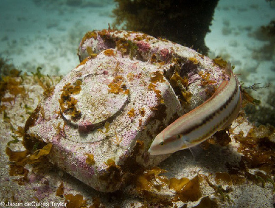 Las esculturas submarinas de Jason de Caires
