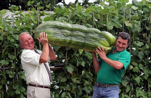 Las verduras más gigantes