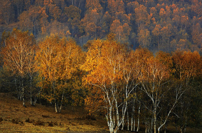 Paisaje bajo el sol otoñal de Wulanbutong 15